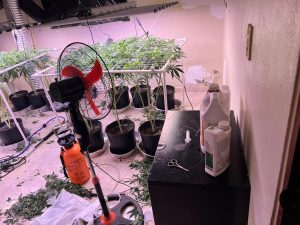 DNCD DESMANTELA EN RESIDENCIA DE LA VEGA INVERNADERO PARA CULTIVAR MARIHUANA; ARRESTAN UN HOMBRE